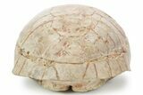 Inflated Fossil Tortoise (Stylemys) - South Dakota #355959-4